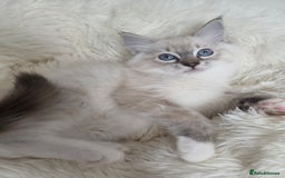 Ragdoll cats for sale: Stunning Ragdolls kittens  - Image 1