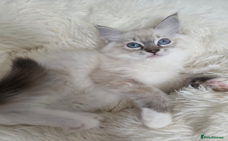 Ragdoll cats - Advert 16
