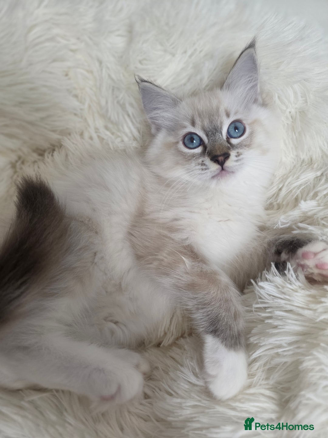 Ragdoll cats for sale: Stunning Ragdolls kittens  - Image 1