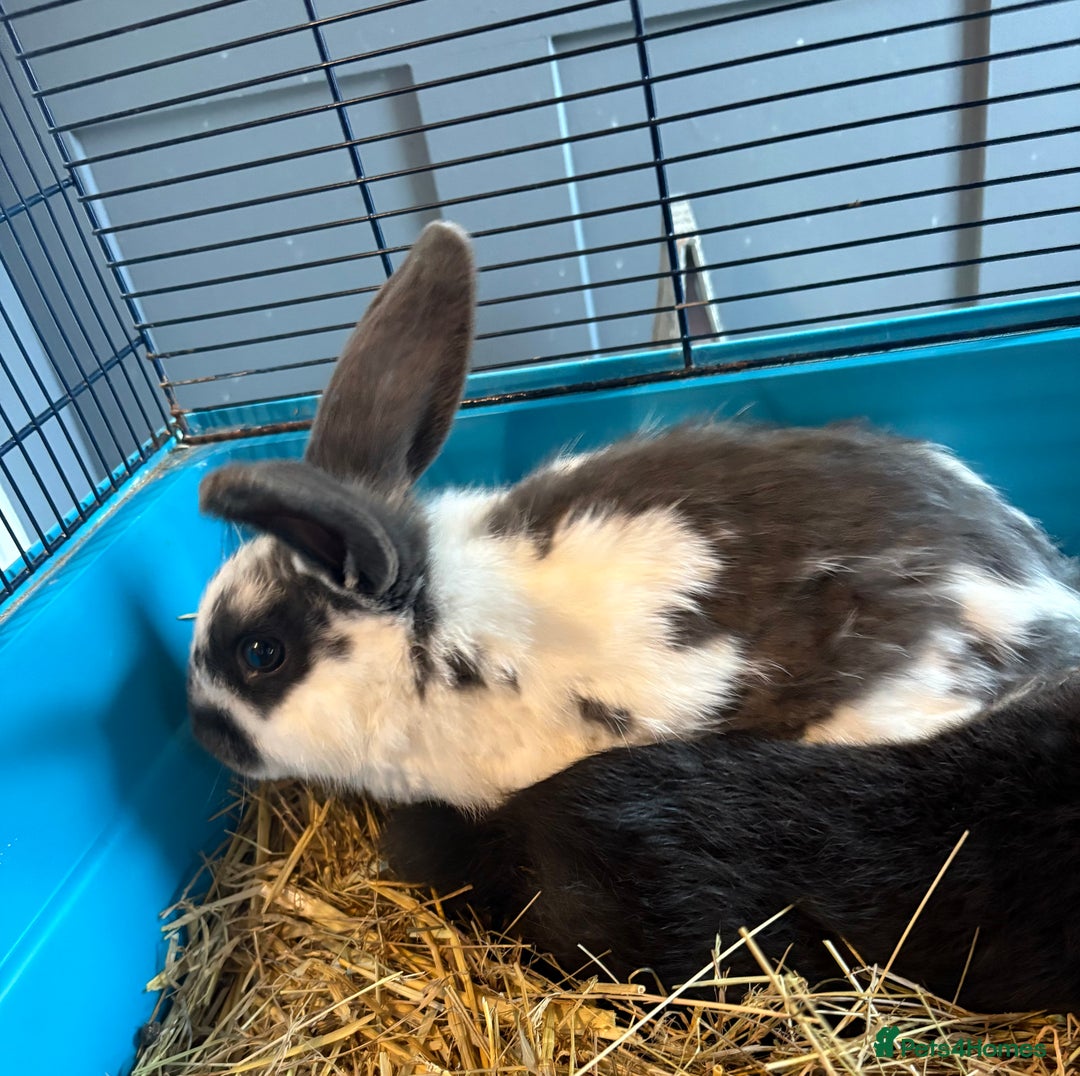 English rabbits for sale: 2 brothers  - Image 2