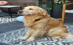Golden Retriever dogs for stud: Available for stud! PLEASE READ DESCRIPTION in Northwich - Image 1