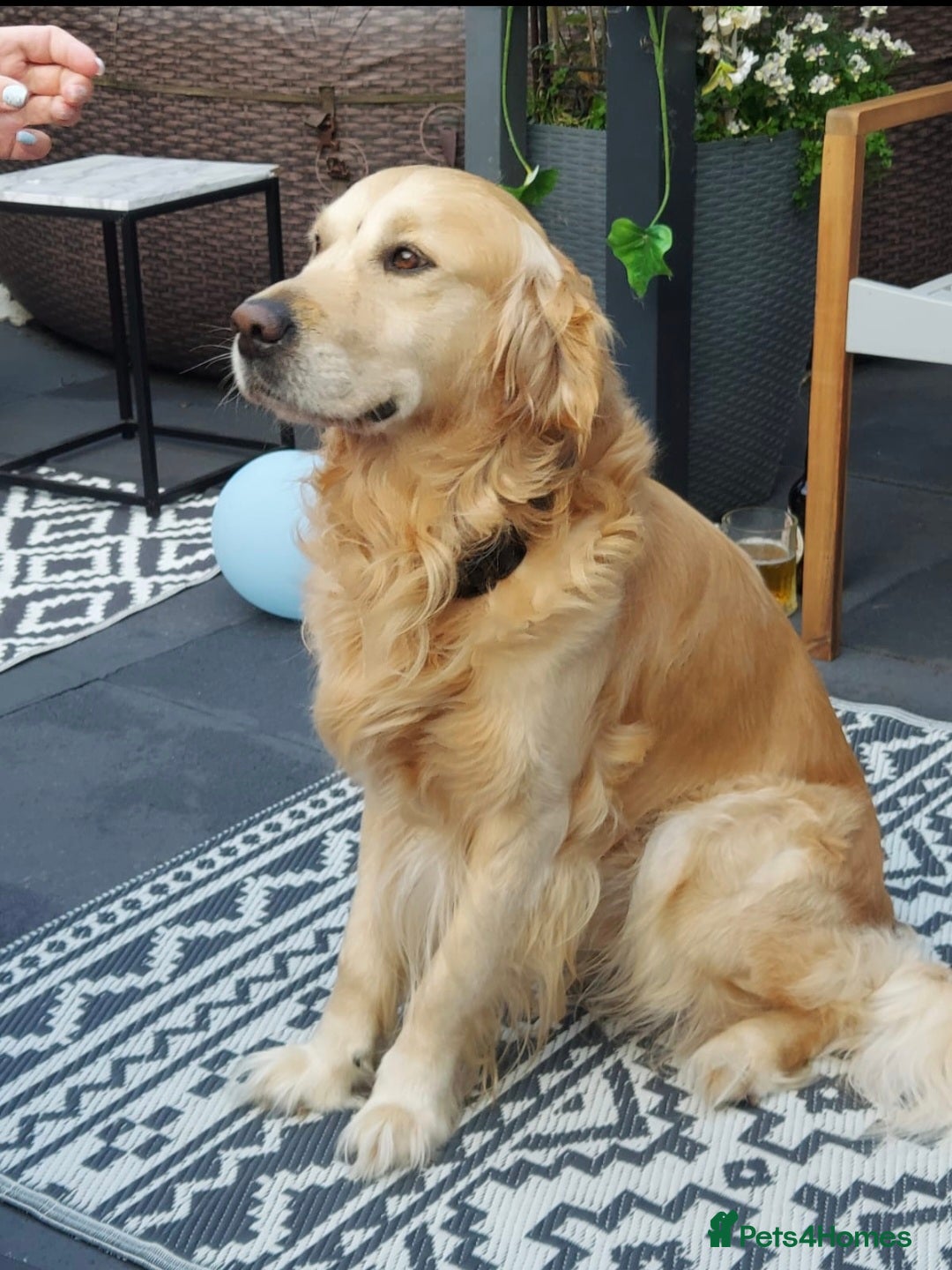 Golden Retriever dogs for stud: Available for stud! PLEASE READ DESCRIPTION in Northwich - Image 1