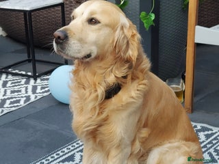 Golden Retriever dogs in Northwich - Advert 10