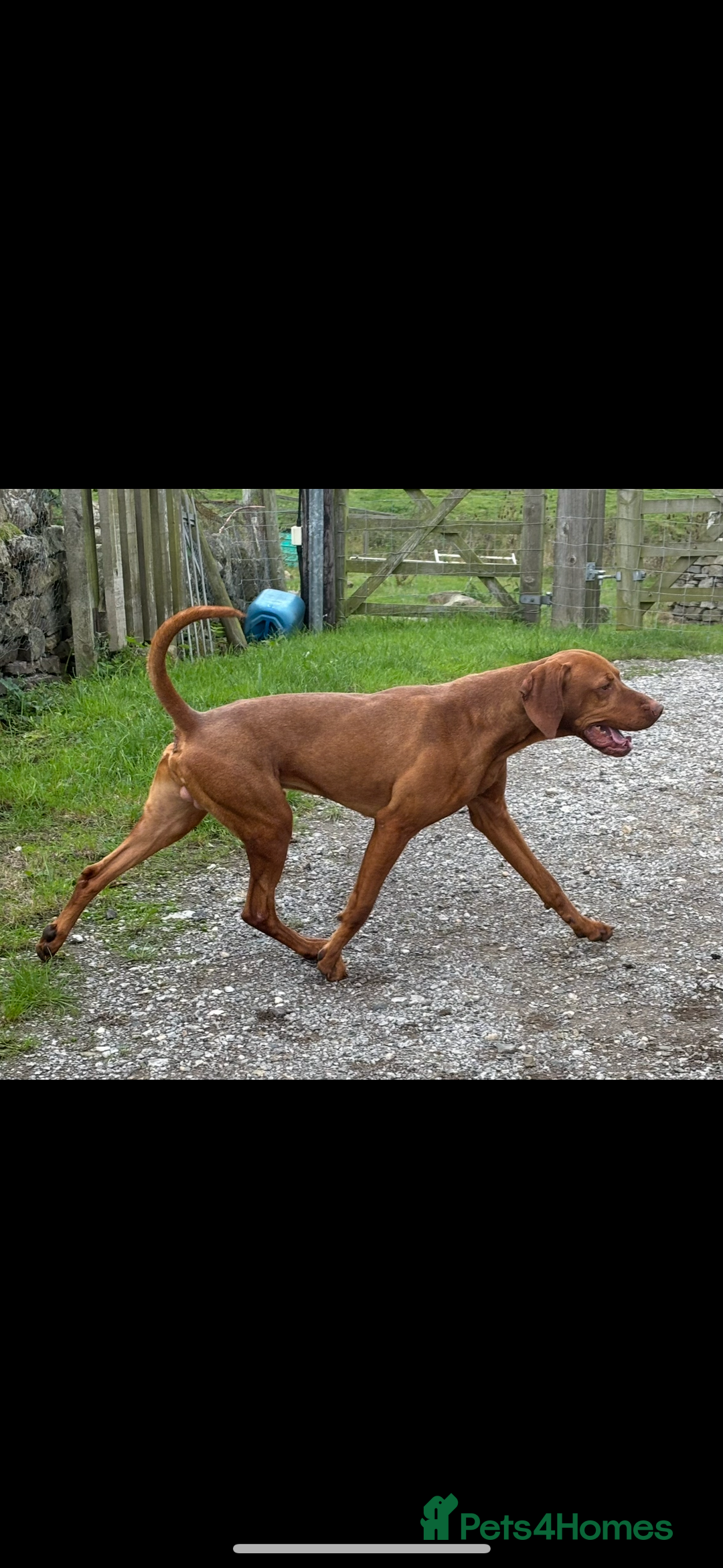Hungarian Vizsla dogs for sale: Adult Hungarian vizslas 1 male 3 female  - Image 8