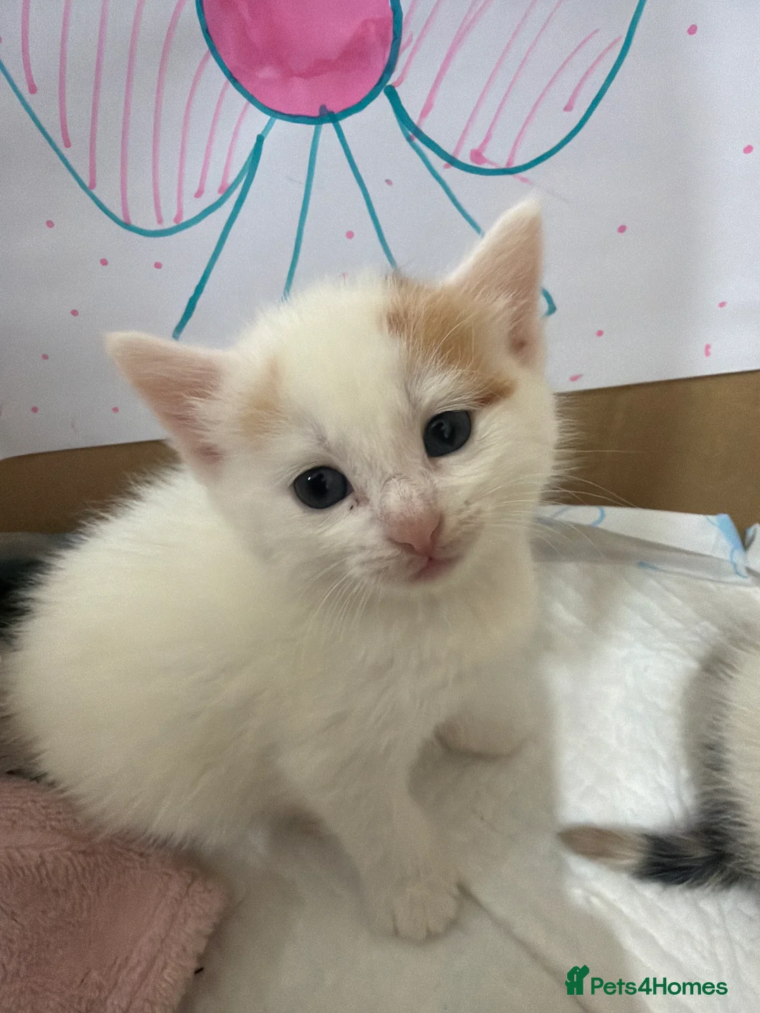 Mixed Breed cats for sale: Kittens Looking for Their Forever Homes 🐾 - Advert 2