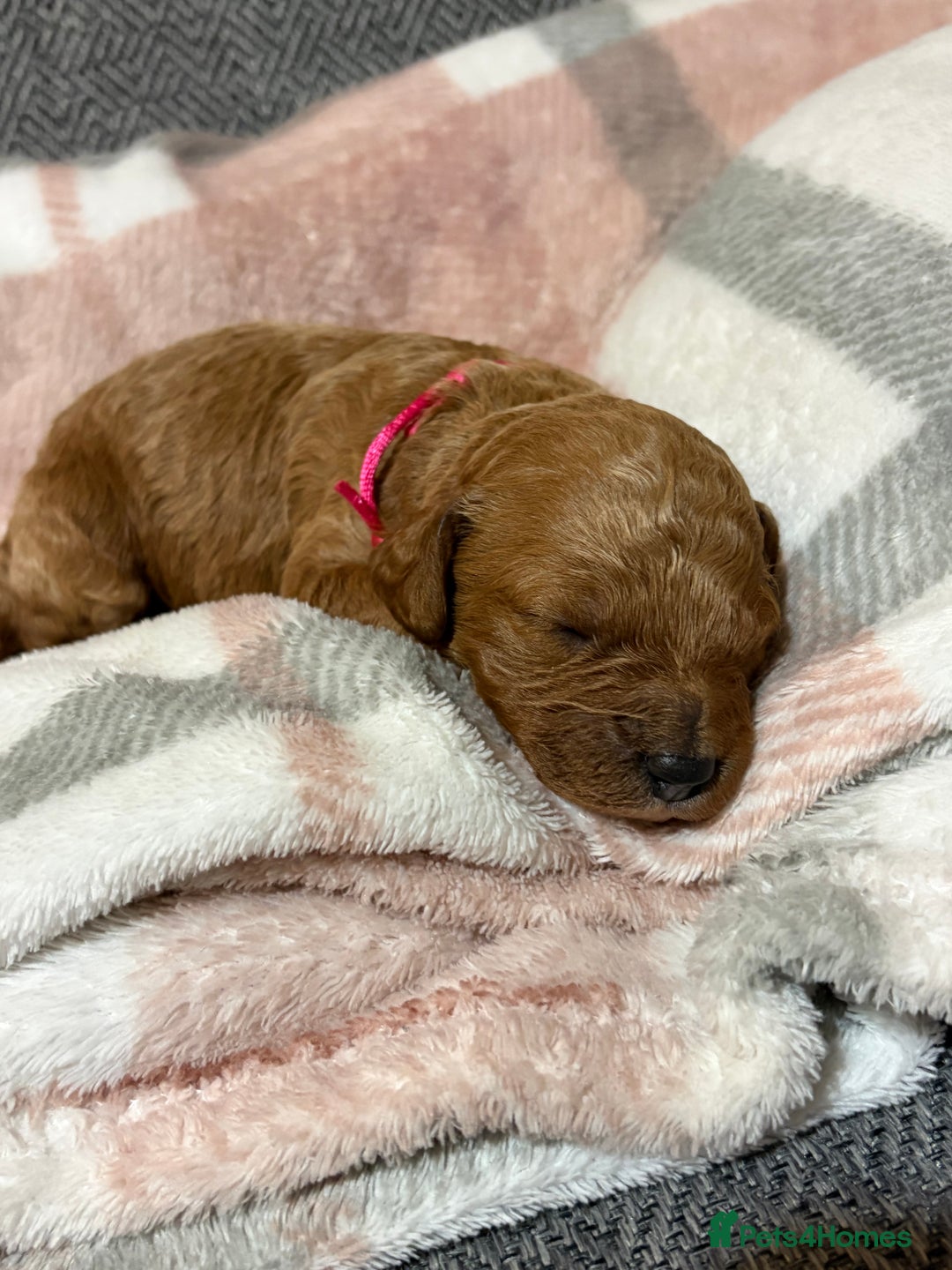 Cavapoo dogs for sale: Beautiful red cavapoo - Advert 4