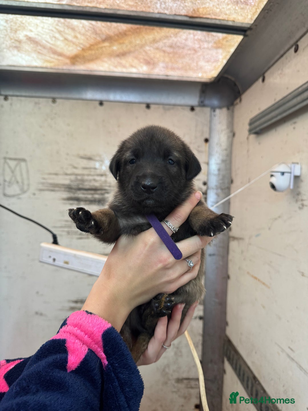 Belgian Shepherd Dog dogs for sale: 10 gorgeous Belgian Malinois pups - Advert 13