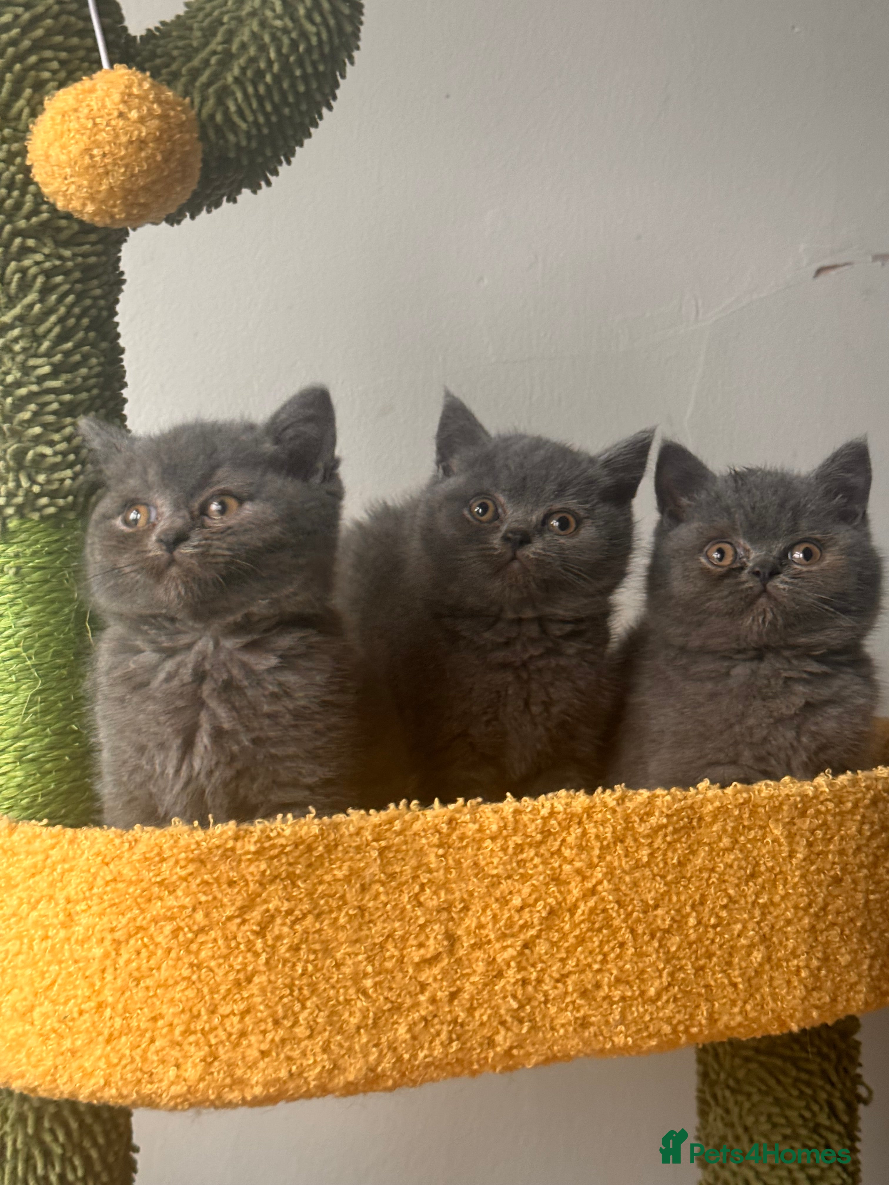 British Shorthair cats Blue British shorthair 🏆🏆🏆💙💙💙 - Advert 14