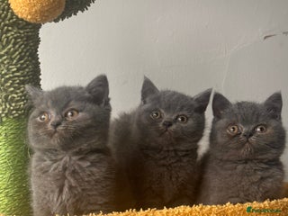 British Shorthair cats Blue British shorthair 🏆🏆🏆💙💙💙 - Advert 14