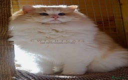 Ragdoll cats for sale: Top Quality, Tica Reg Kittens from Euro / US Lines - Image 21