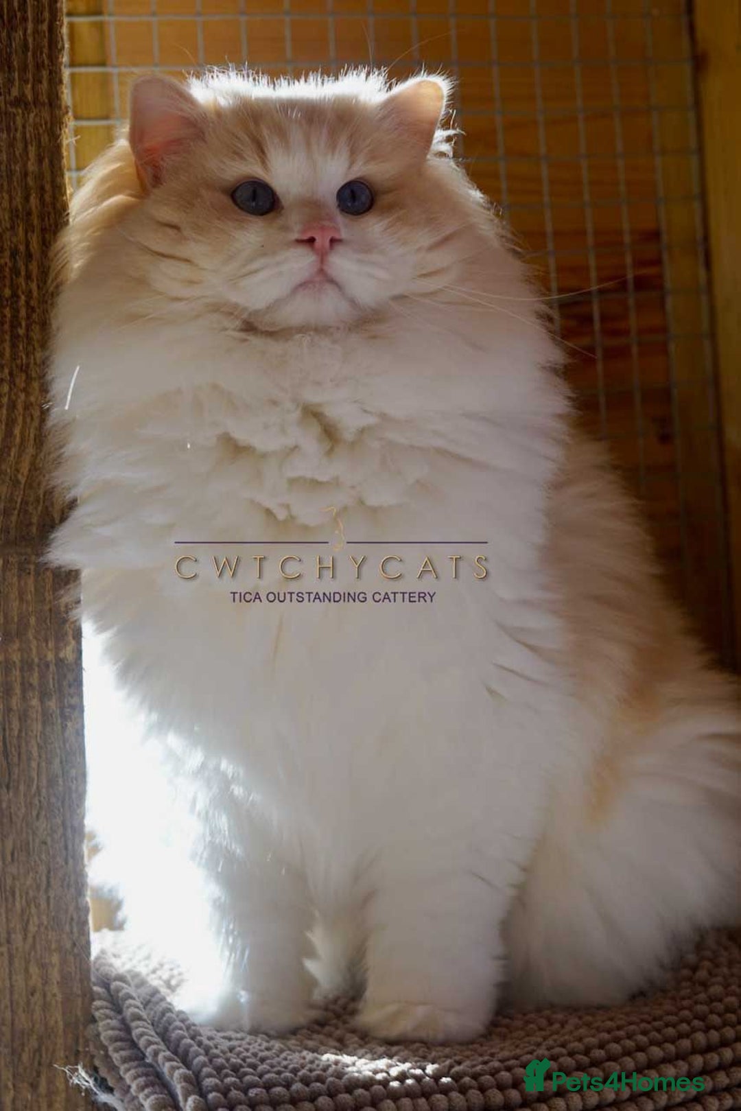 Ragdoll cats for sale: Top Quality, Tica Reg Kittens from Euro / US Lines - Image 21