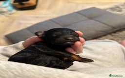 Cockapoo dogs for sale: 3 healthy phantom F1B cockapoo boys for sale  - Image 14