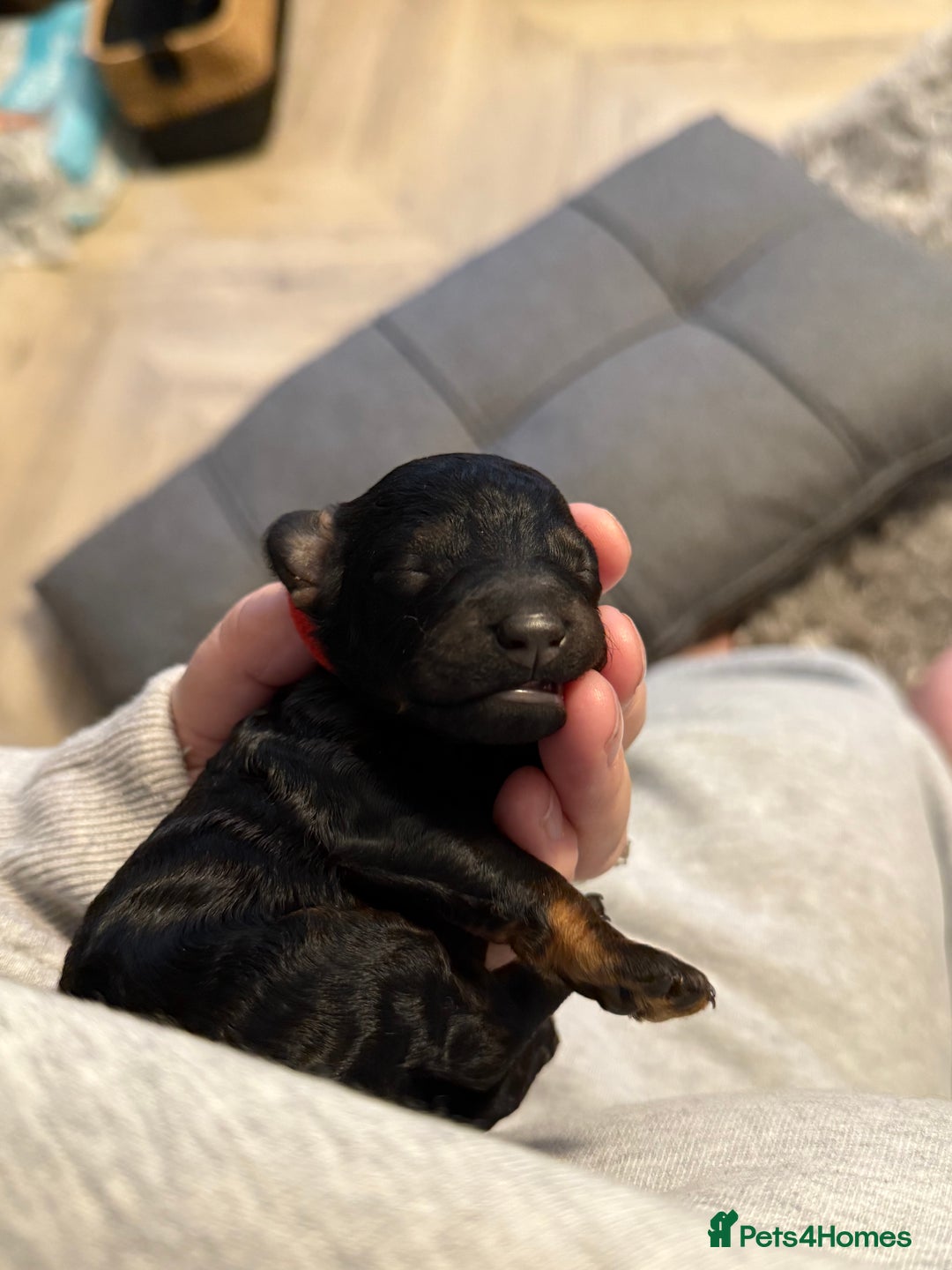 Cockapoo dogs for sale: 3 healthy phantom F1B cockapoo boys for sale  - Image 14