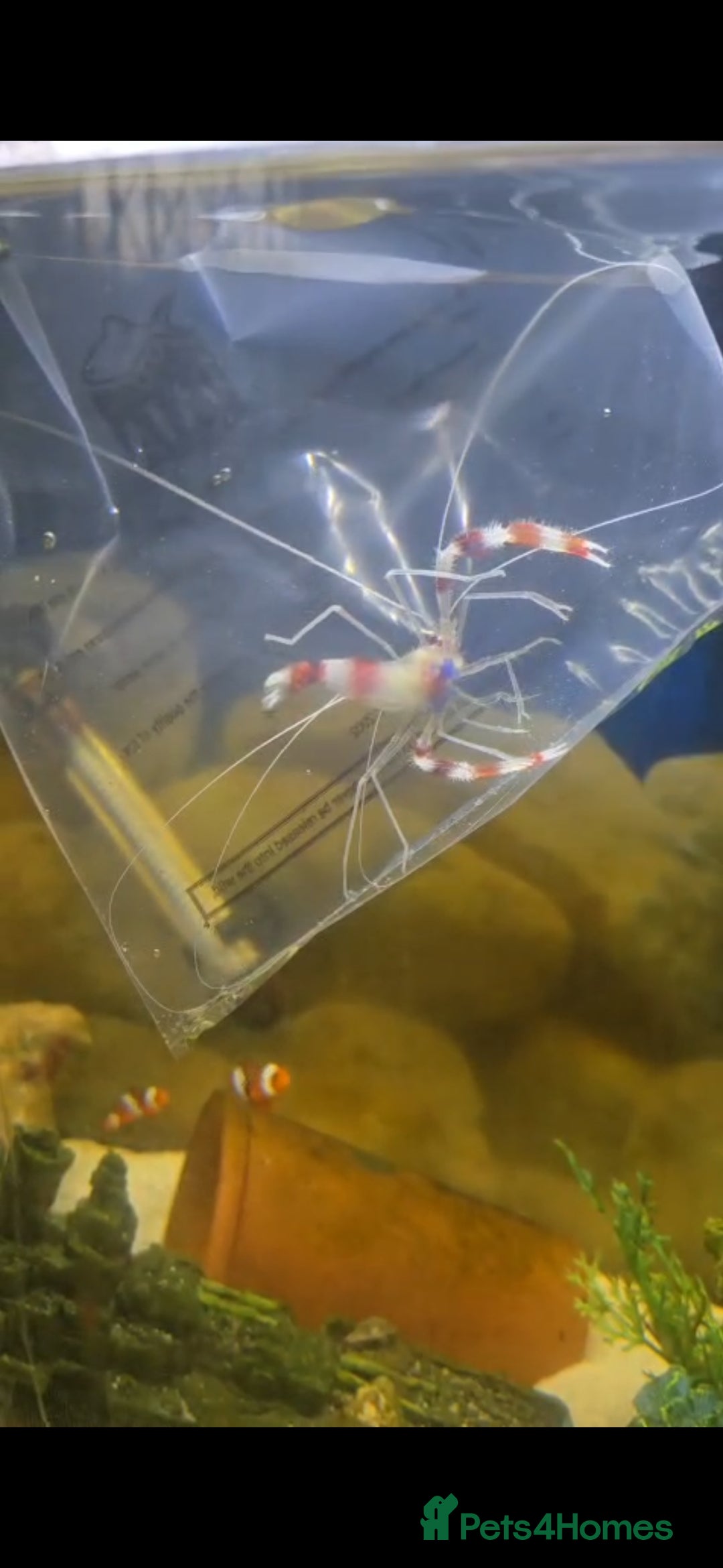 Shrimps fish Marine Boxer Shrimp for sale - Advert 1