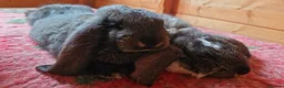 French Lop rabbits for sale: Selling 4 lovely pure French lop kits  - Advert 3