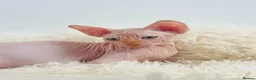 Sphynx cats for sale: Beautiful Canadian Sphynx Kittens Available 💎 - Advert 15
