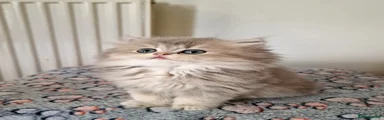 British Shorthair Kitten 4