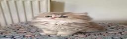 British Shorthair cats for sale: 🌟GCCF registred kittens 🌟 - Advert 32
