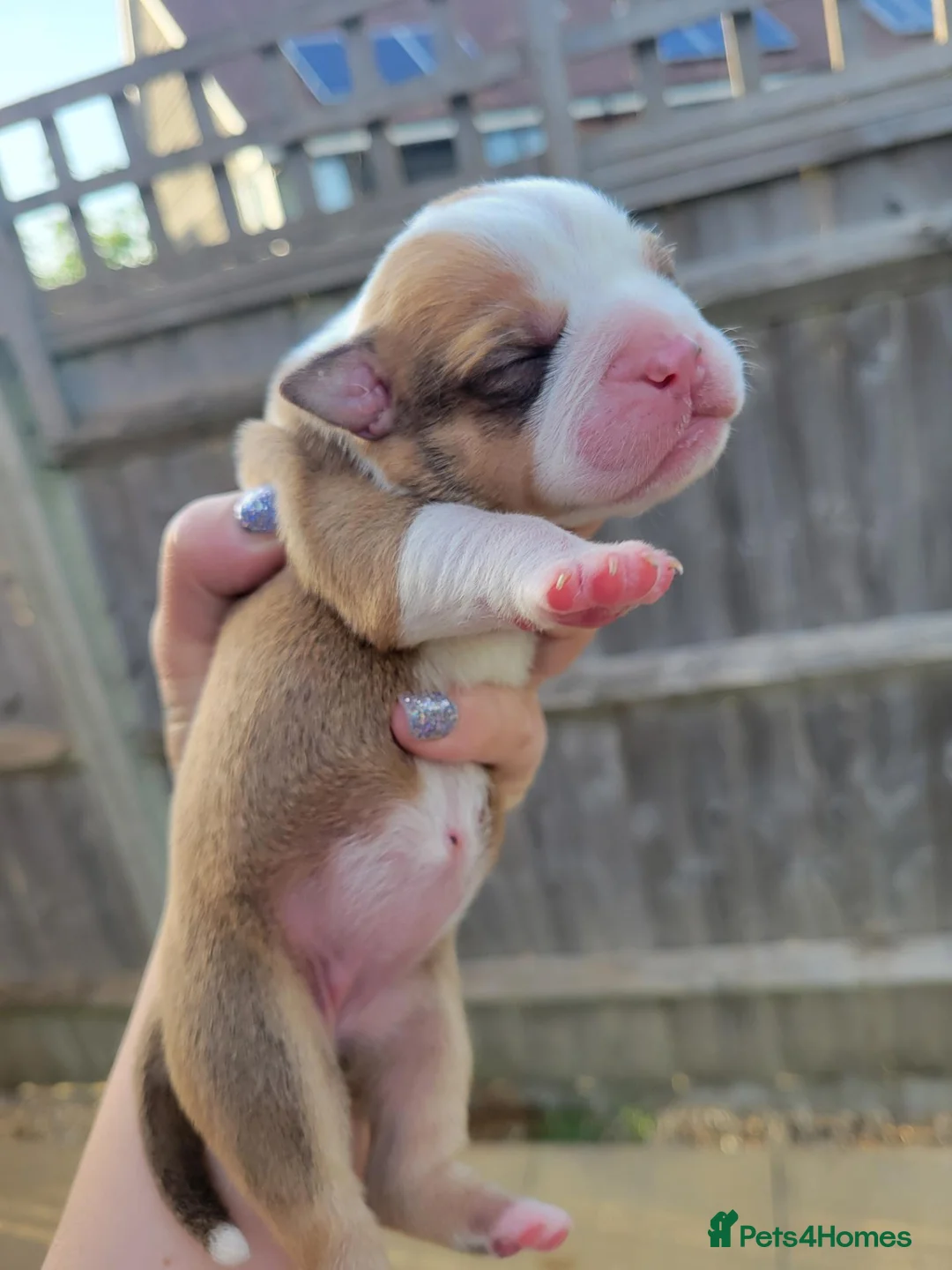 Dorset Olde Tyme Bulldogge dogs for sale: Olde English Bulldog puppies  - Advert 9