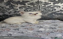 Ragdoll cats for sale: Lilac and blue tica ans Gccf registered ragdolls. - Image 7