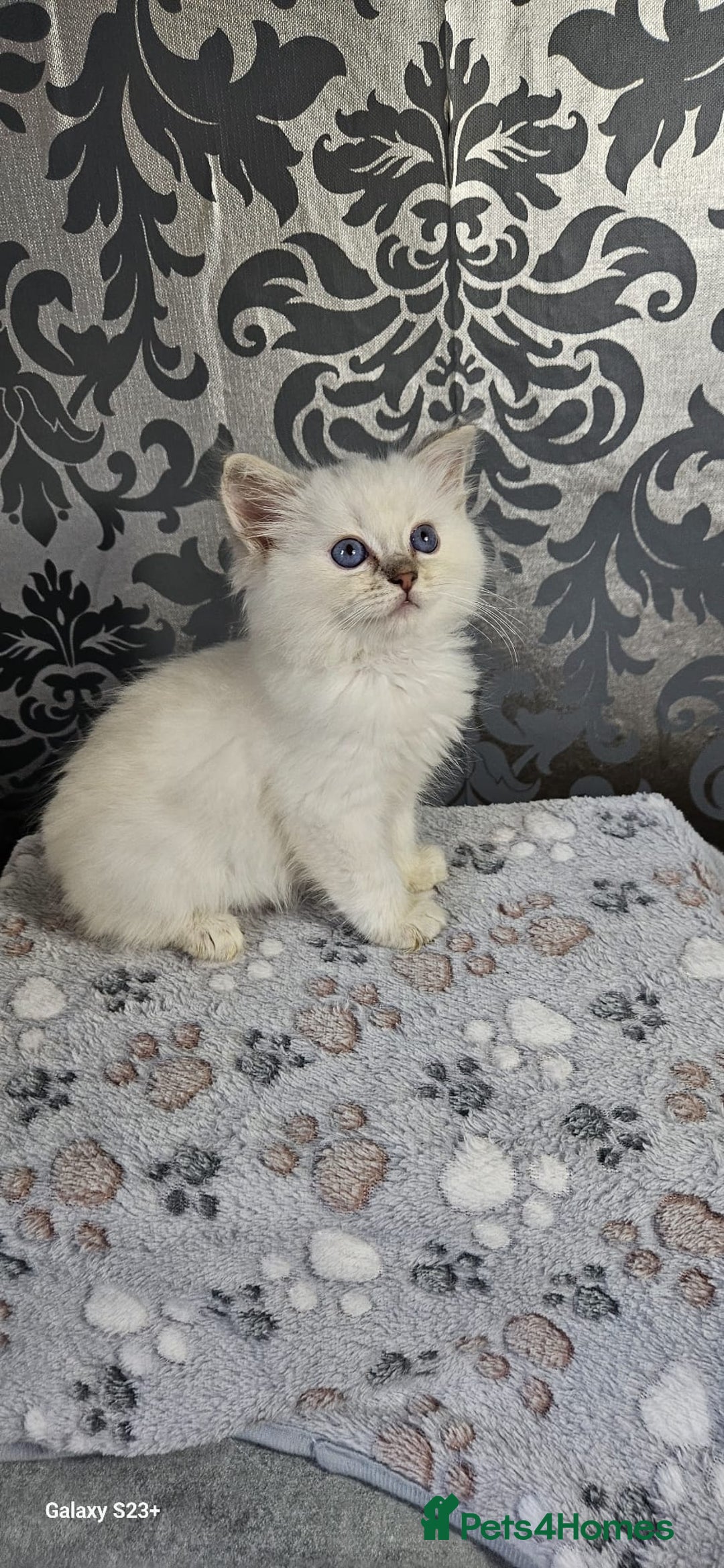 Ragdoll cats for sale: Lilac and blue tica ans Gccf registered ragdolls. - Image 7