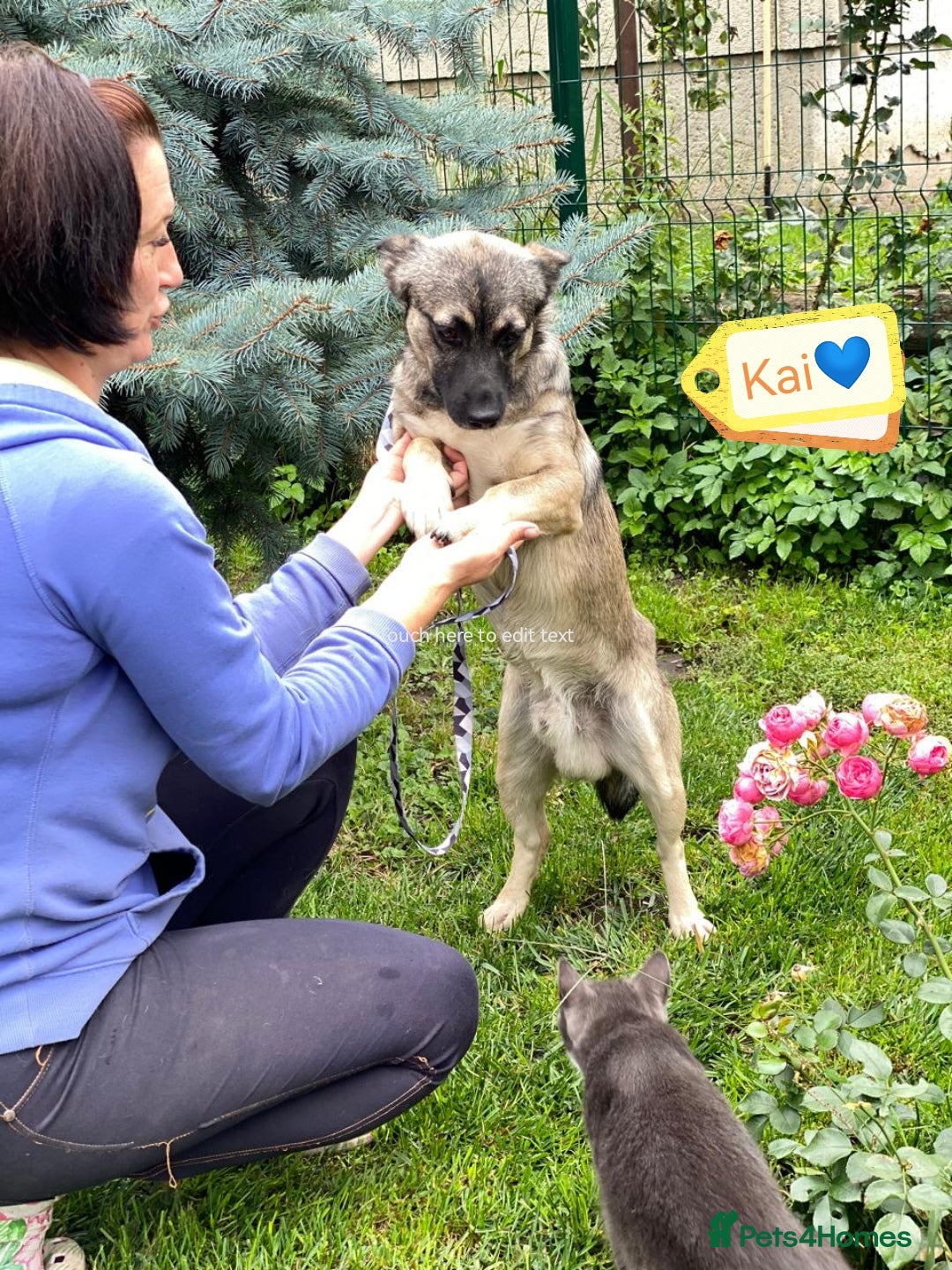 Mixed Breed dogs for adoption: 💙🐶 KAI 🐶💙 - Image 2