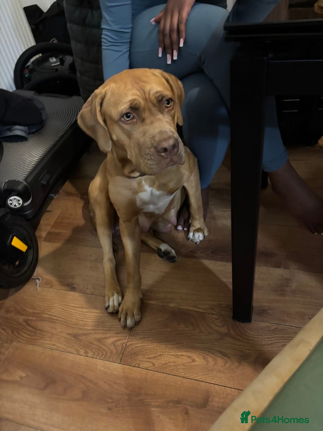 Bullmastiff dogs for stud: Dog For Sale  - Advert 3