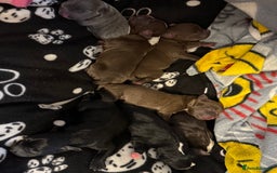 Mixed Breed dogs for sale: French bulldog/terrier cross  - Image 3