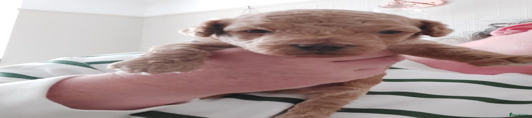 Cockapoo Puppy 1