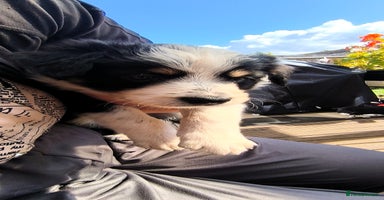 Border Collie dogs - Advert 5