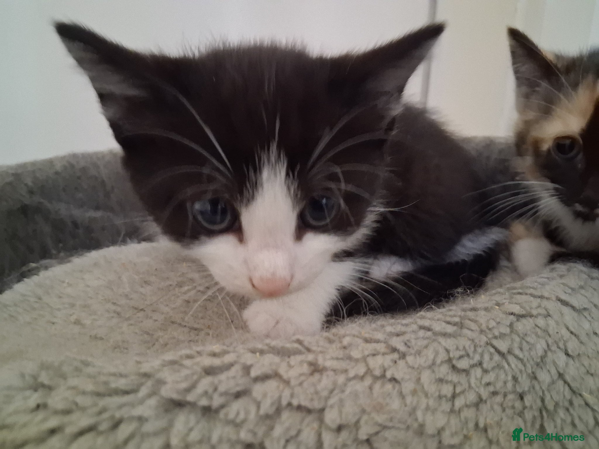 Domestic Shorthair cats for sale: 2 BEAUTIFUL KITTENS AND MUM AVAILABLE - Advert 7