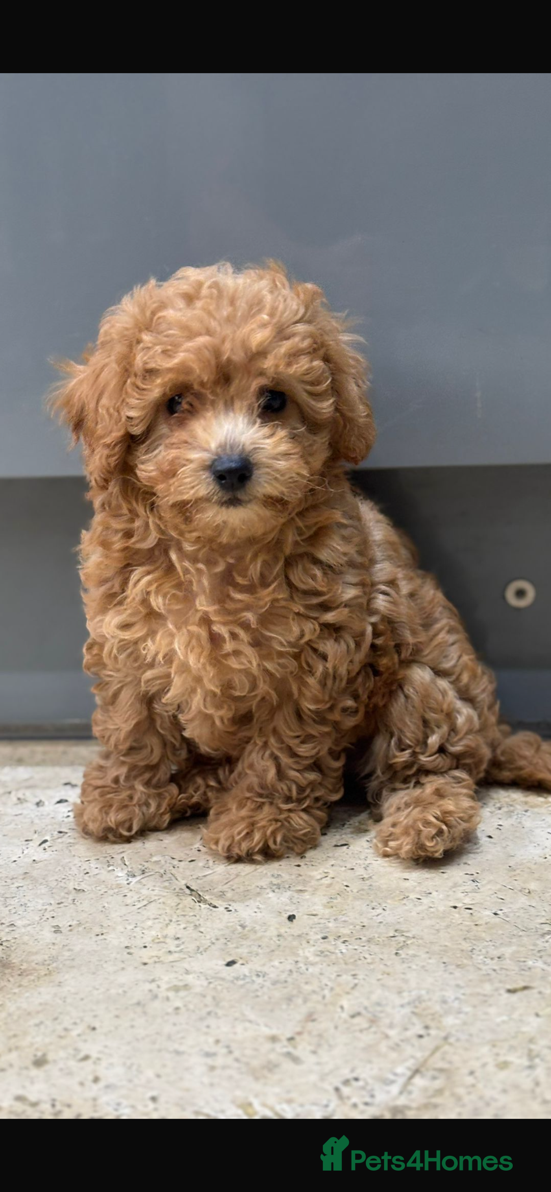 Maltipoo dogs for sale: Stunning maltipoo pups  - Advert 10