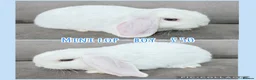 Mini Lop rabbits for sale: Mini Lop Rabbits - Advert 14