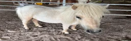Shetland pony horses for sale: Adorable Miniature Shetland in Looe - Advert 3