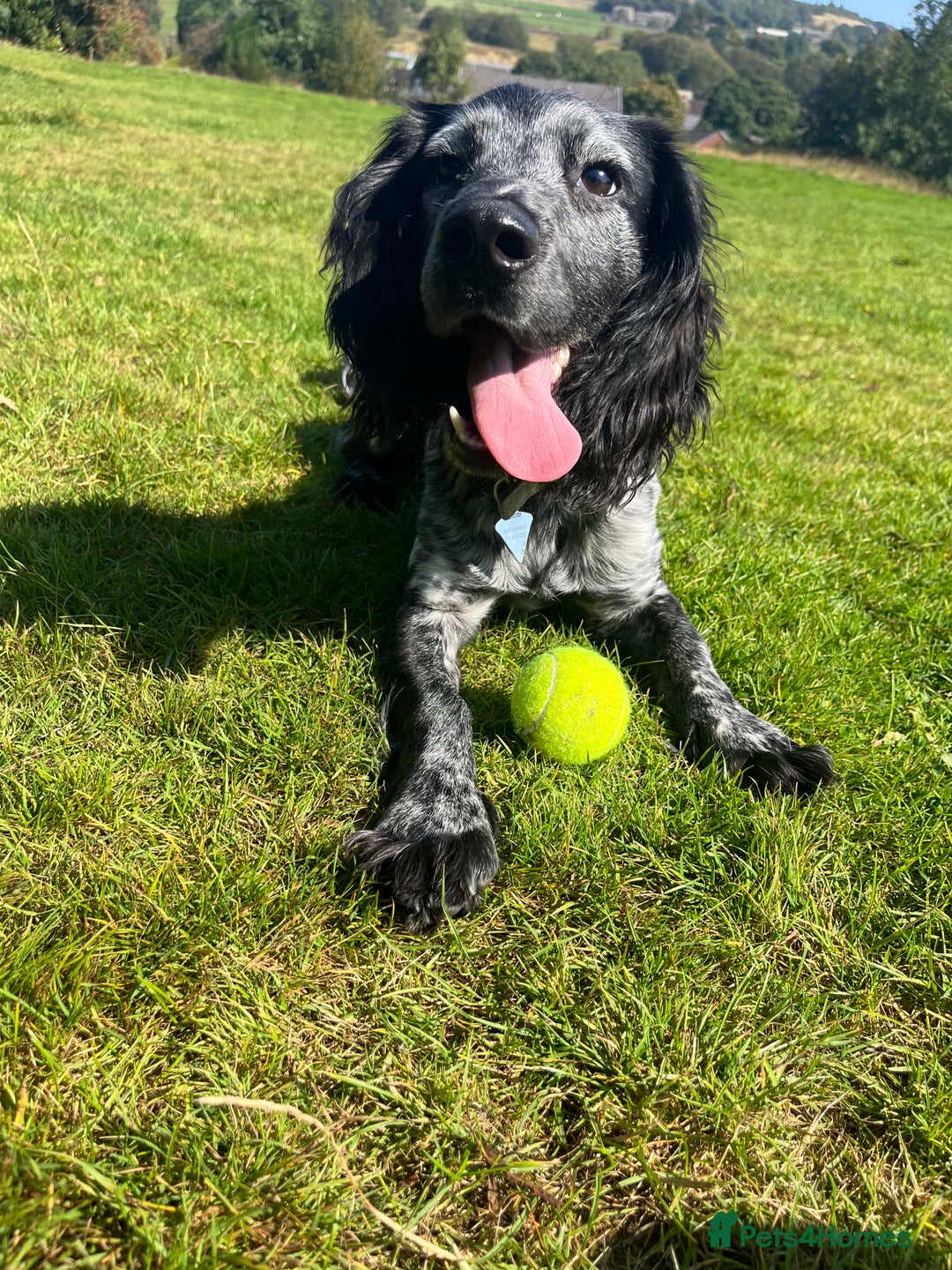 Cocker Spaniel dogs for stud: Big Stan. - Advert 11