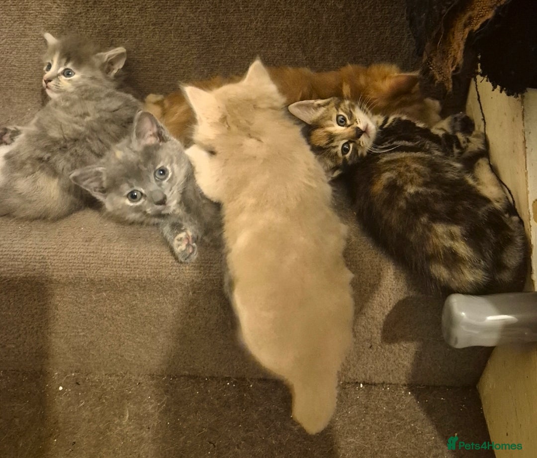 British Shorthair cats for sale: 5 beautiful friendly kittens  - Advert 2