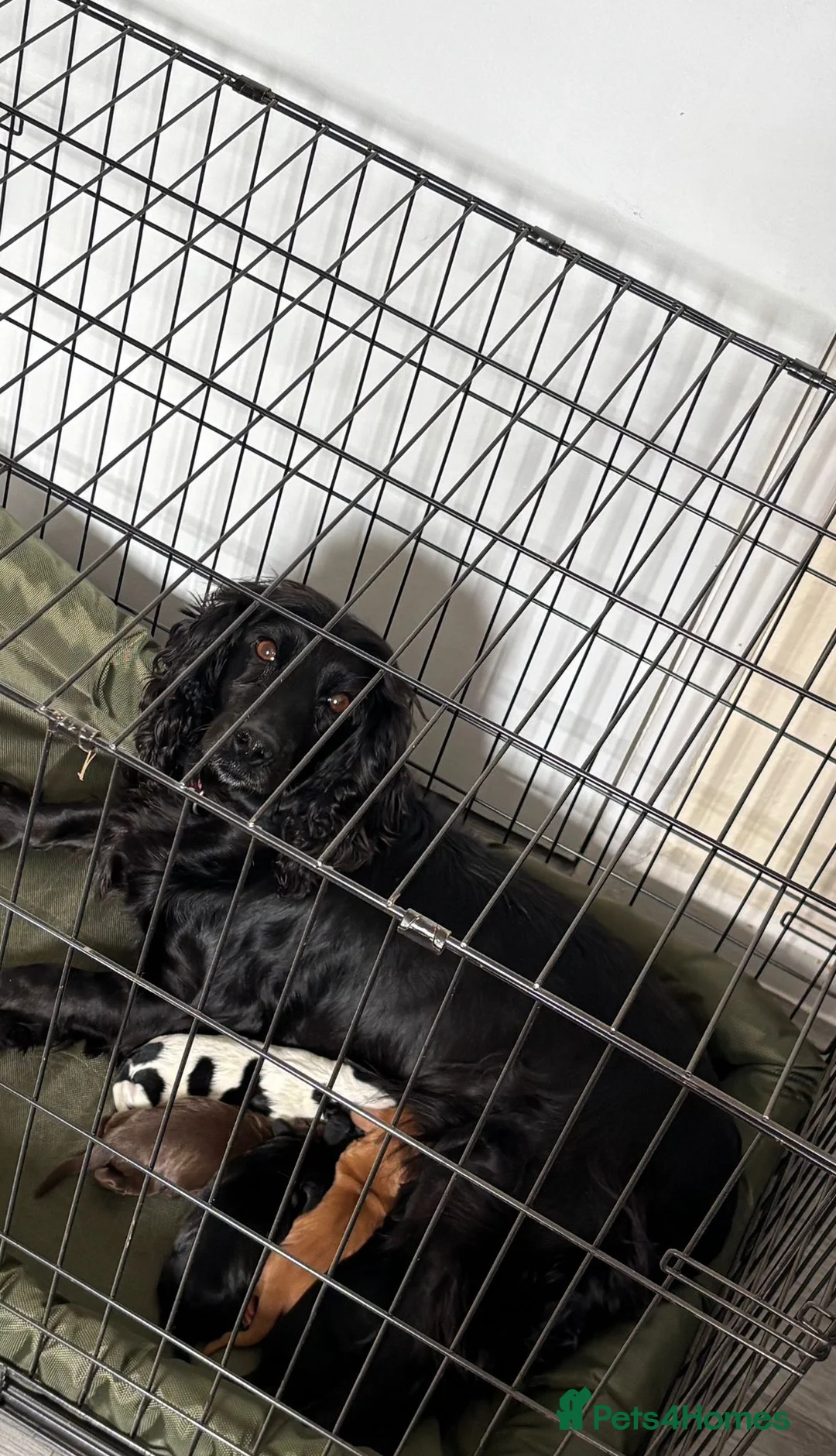Cocker Spaniel dogs for sale: 5 beautiful cocker spaniel pups  - Advert 8