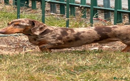 Dachshund dogs for sale: Dachshund miniature  - Image 2