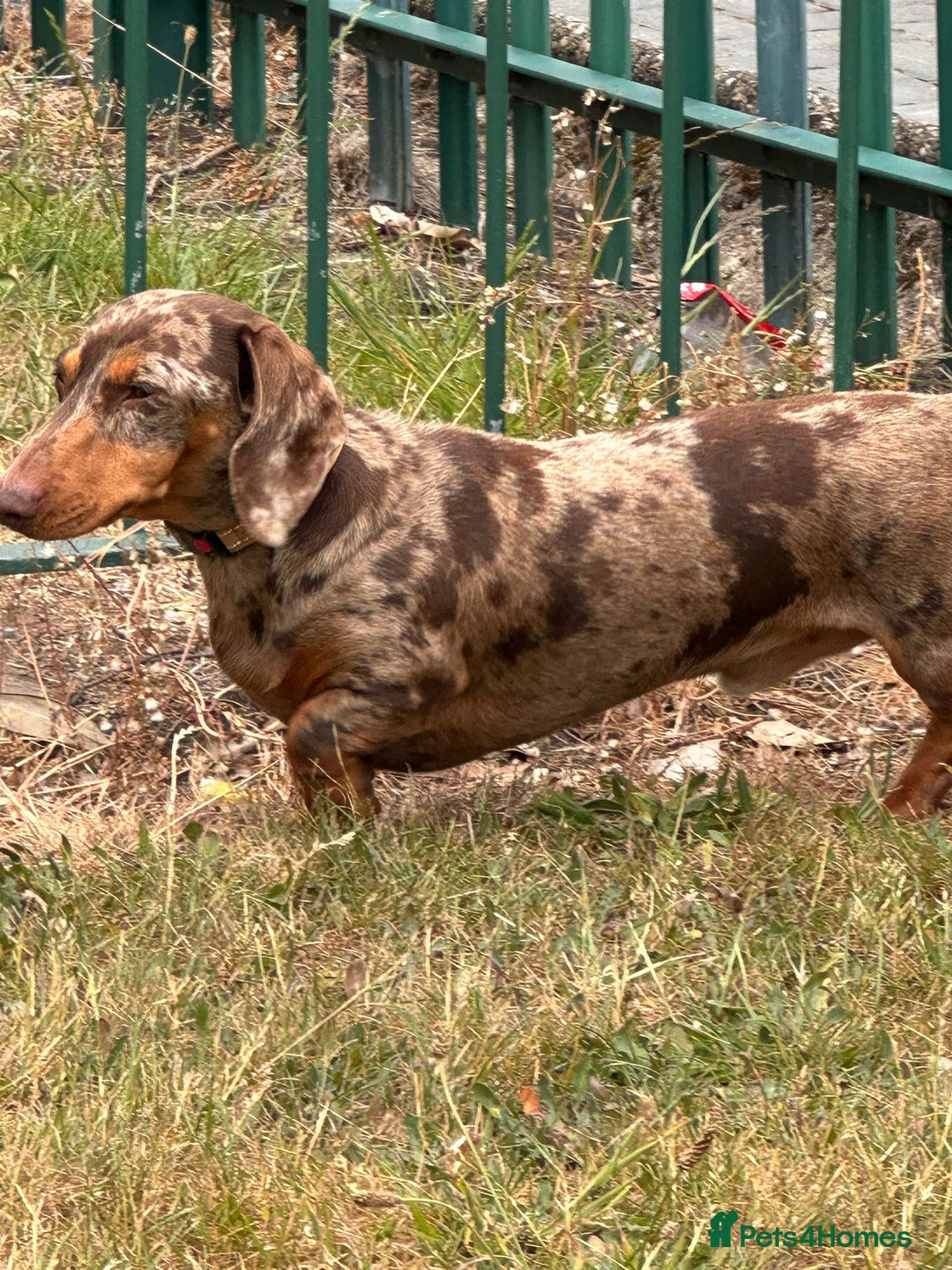 Dachshund dogs for sale: Dachshund miniature  - Image 2
