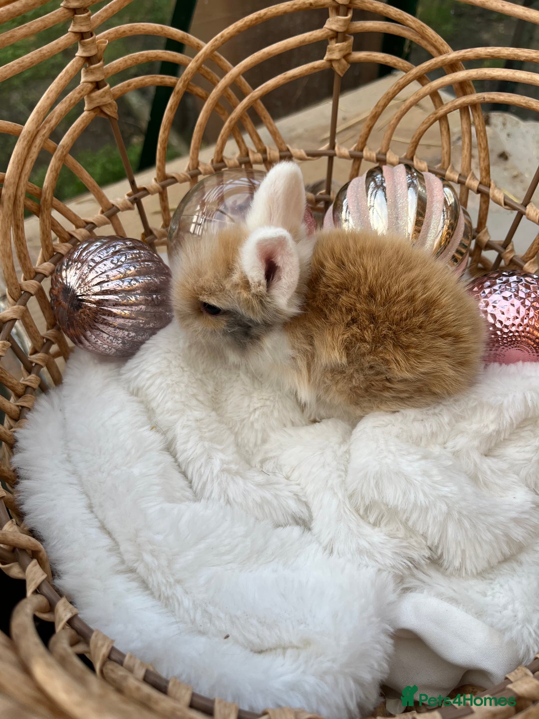 Lionhead rabbits for sale: 7 lionhead babies  - Advert 5