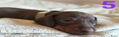Miniature Dachshund Puppy 5 Choc Tan Girl 