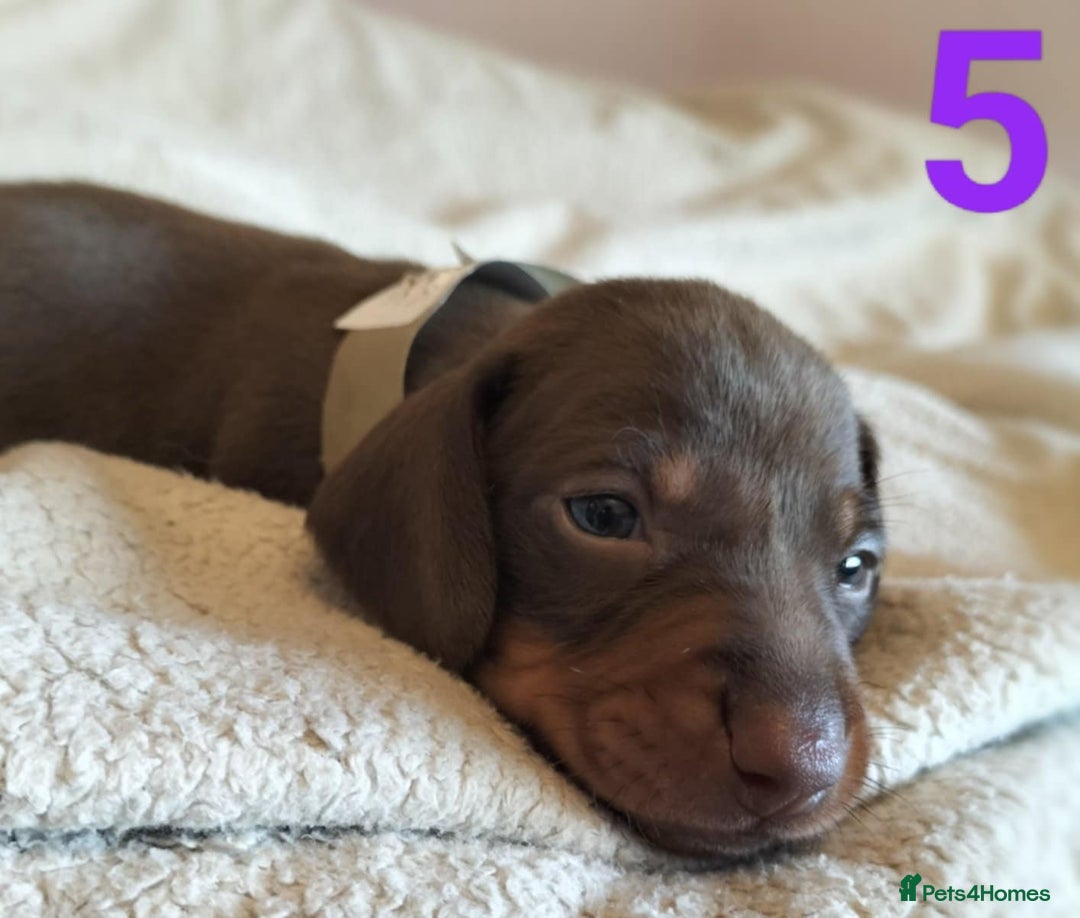 Miniature Dachshund dogs for sale: Stunning Miniature Dachshund Puppies 2 Week Old - Advert 6