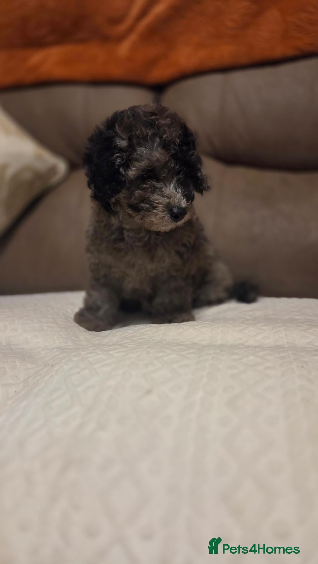 Toy Poodle dogs Toy poodle puppys - Advert 1