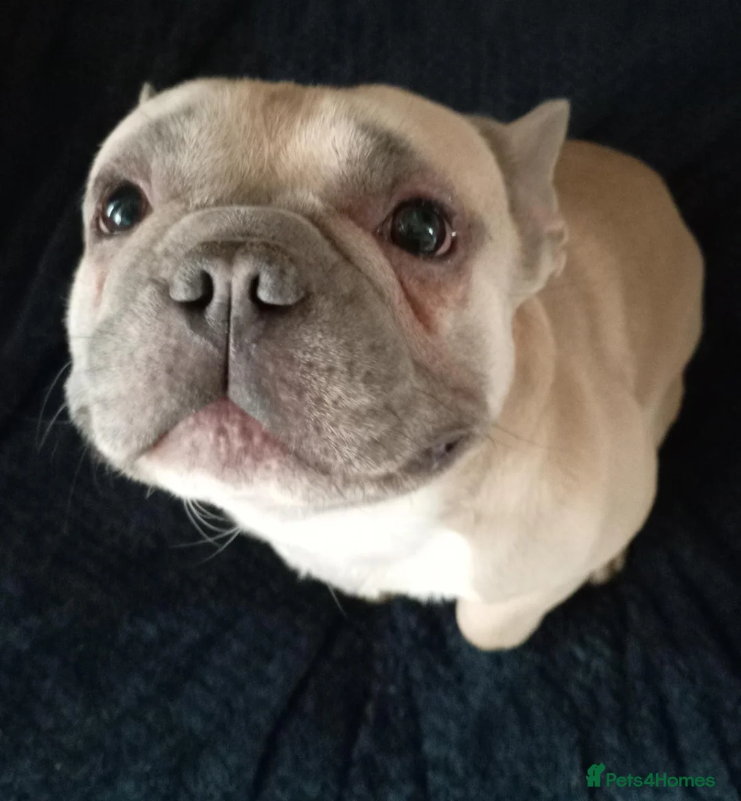 French Bulldog dogs for stud: French bulldog stud  - Advert 1
