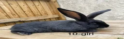 Continental Giant rabbits for sale: 💖 11 week old continental giants💖 - Advert 9