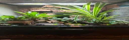 Frog reptiles for sale: Adult Female Blue Poison Dart Frog  in Watford - Advert 6