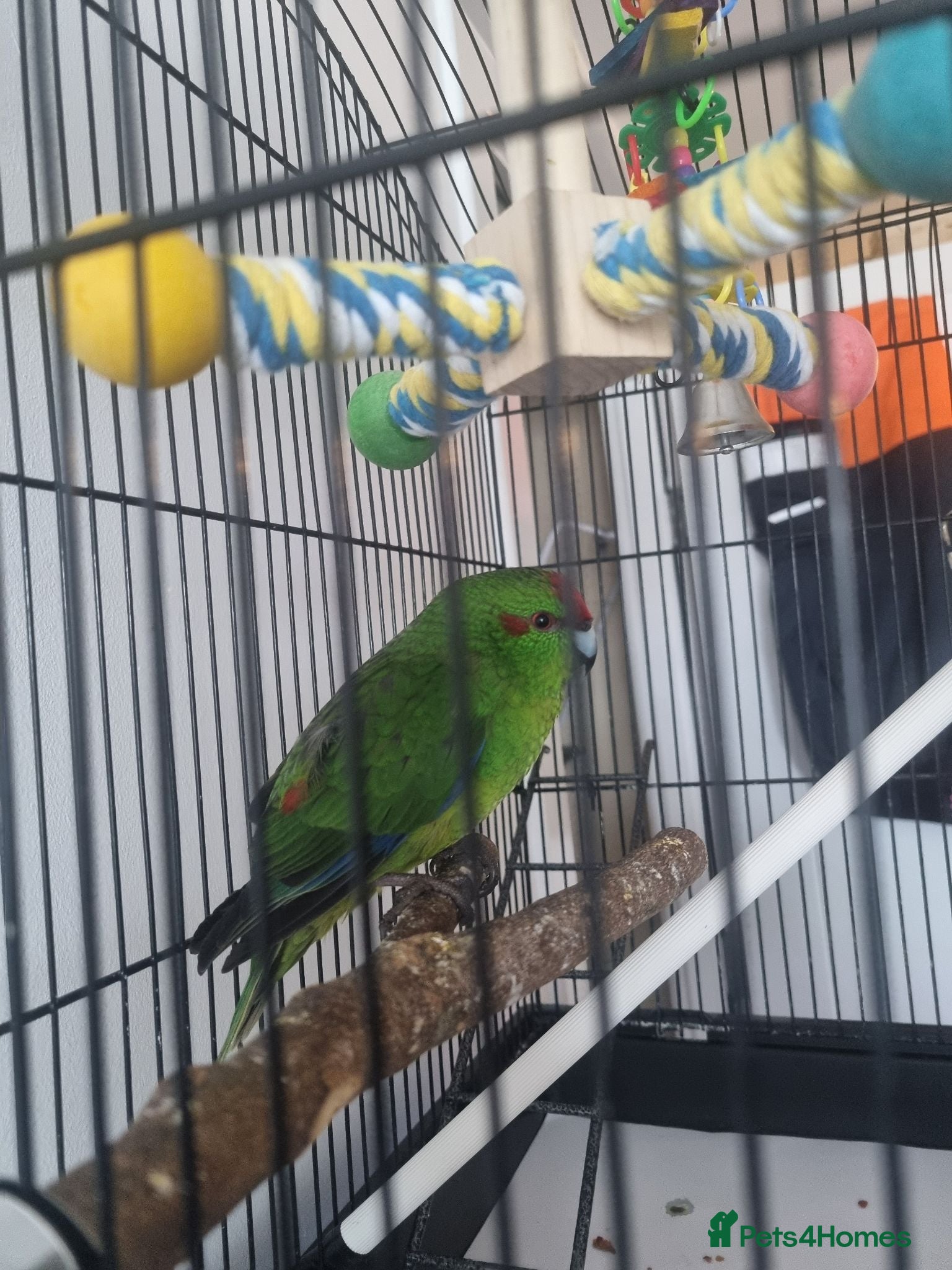 Parrots birds Beautiful Kakariki and cage - Advert 3