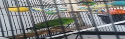 Parrots birds for sale: Beautiful Kakariki and cage in Edinburgh - Advert 1
