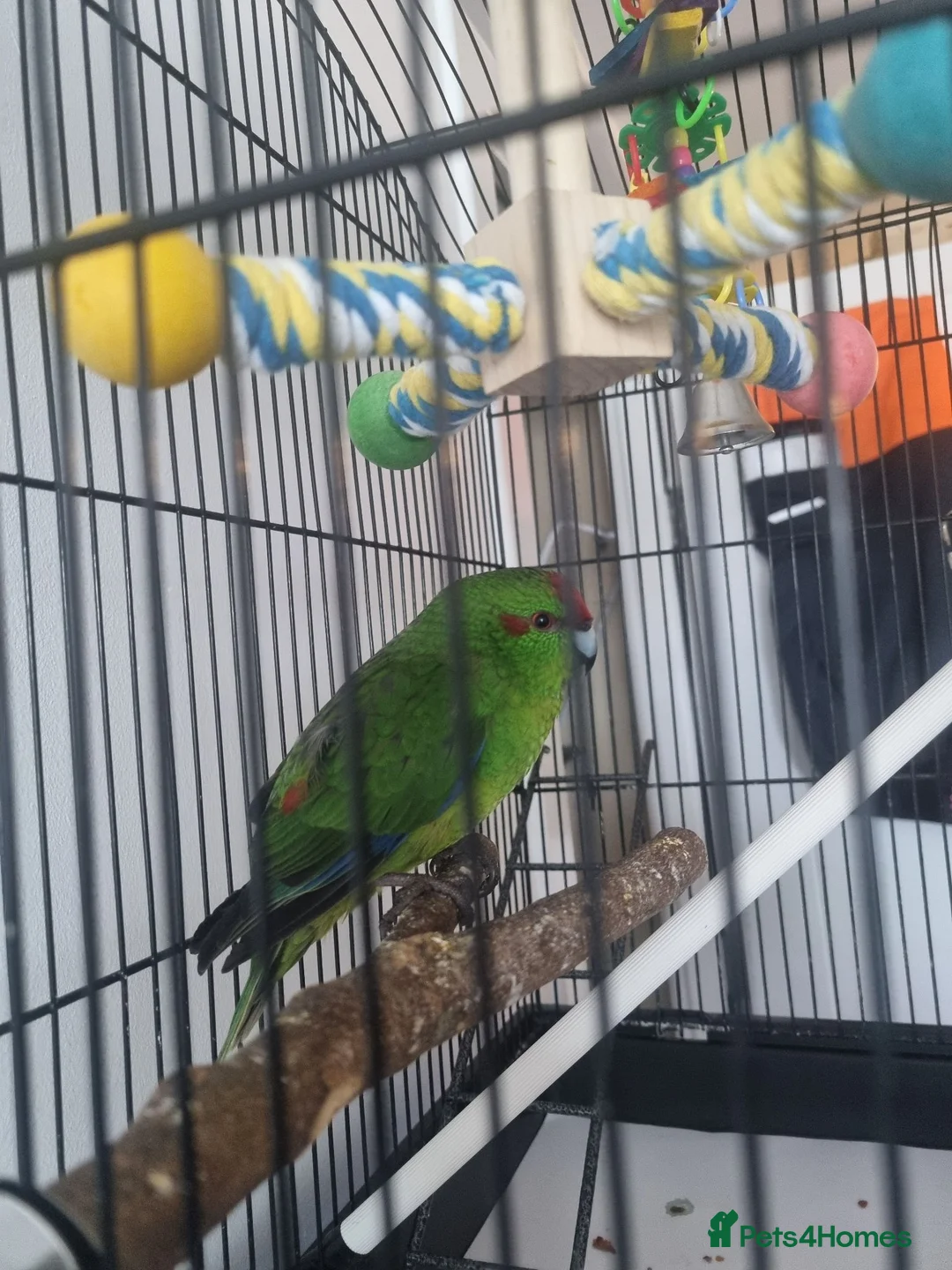 Parrots birds for sale: Beautiful Kakariki and cage in Edinburgh - Advert 1