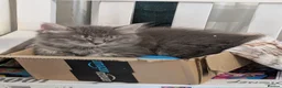 Mixed Breed cats for sale: Kittens available  in Herne Bay - Advert 3